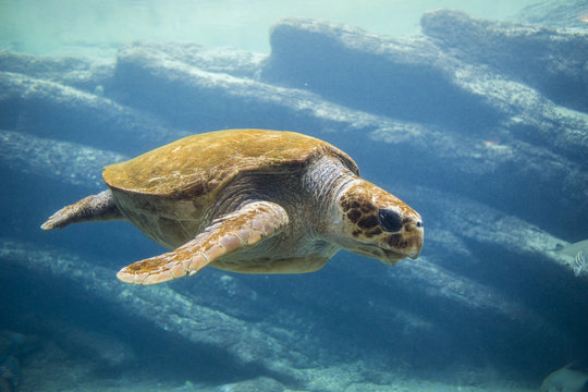 Sea turtle swimming in ocean