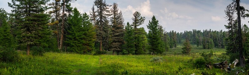 coniferous forest in Siberia