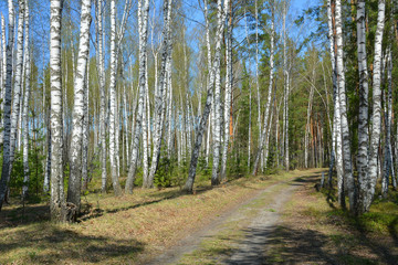 Fototapeta na wymiar Spring in the birch forest