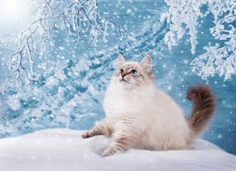 Siberian kitten on winter nature in snow