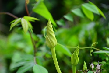 Myterious of the nature in the garden.