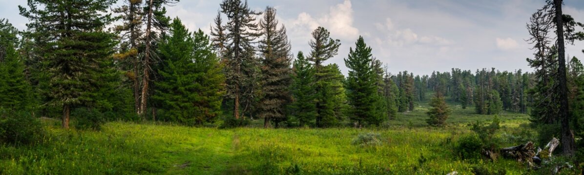Fototapeta coniferous forest in Siberia