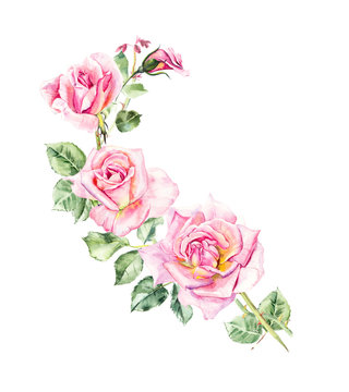 Rosebush. Pattern from pink rose. Wedding drawings. Watercolor painting. Greeting cards. Rose background, watercolor composition. Flower backdrop. 