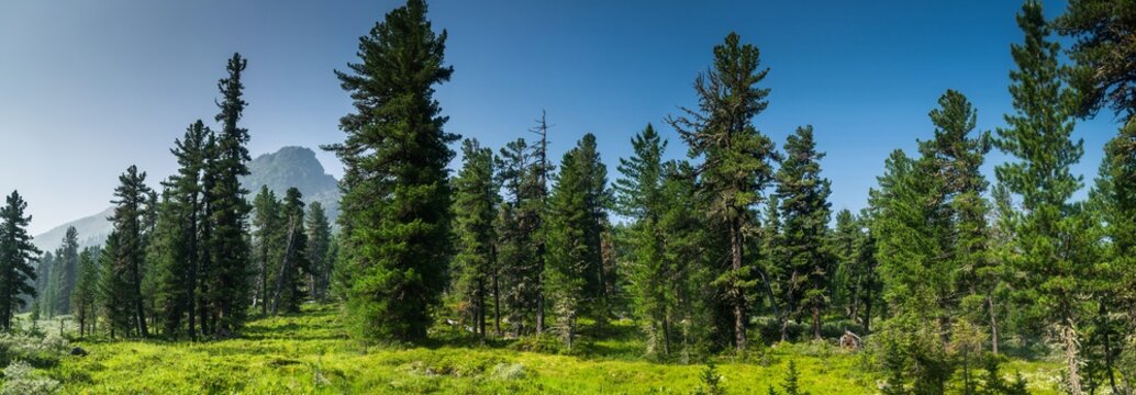 Fototapeta mountains and coniferous forest