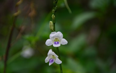 Myterious of the nature in the garden.