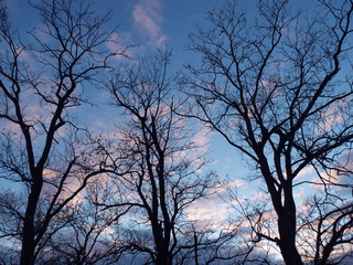 sunset sky and trees silhouette