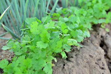 coriander and onion in a plot