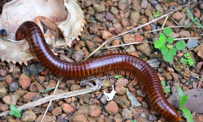 Myterious of the nature in the garden.