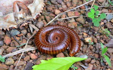 Myterious of the nature in the garden.