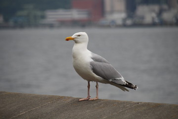 Obraz premium Deutsche Möwe