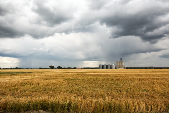 Wheat Fields And Grain Elevator In Sidney, Montana During A Rain Storm On A Summer Day.