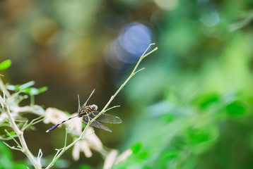 dragonfly