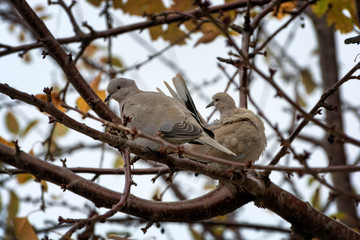 Collared Doves (Streptopelia decaocto) sitting on a tree branch