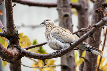 Collared Dove (Streptopelia decaocto) sitting on a tree branch