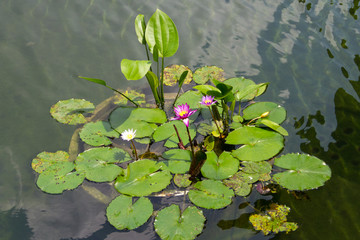 Clump lotus in the pool