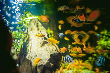 aquarium cichlid exotic fish. flock of sea yellow orange fish swimming in an aquarium