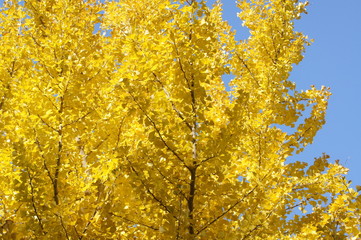 イチョウの黄葉