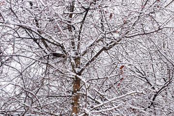 urban central park on the first snowy day of winter