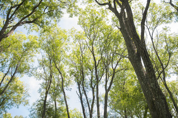 Tropical jungle on the banks of the sacred lake.