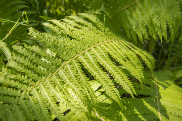 Tropical jungle on the banks of the sacred lake.