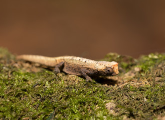 tiny chameleon Brookesia micra (Brookesia minima)