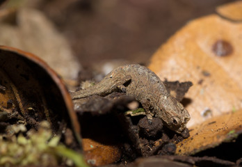 tiny chameleon Brookesia micra (Brookesia minima)
