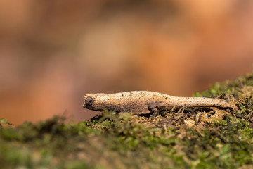 tiny chameleon Brookesia micra (Brookesia minima)