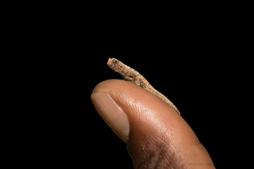 Fotobehang tiny chameleon Brookesia micra (Brookesia minima) © ArtushFoto