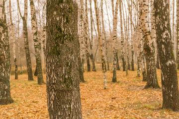 Obraz premium Birch Trees in Autumn Park