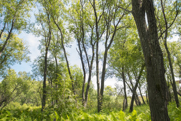 Tropical jungle on the banks of the sacred lake.