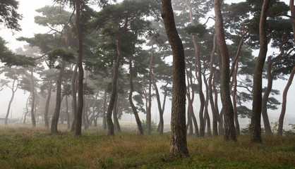 보성 웅치 소나무밭