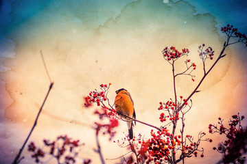 Bullfinch on Rowan Textured