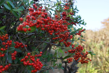 ピラカンサ　エゾニワトコ　赤い実　木