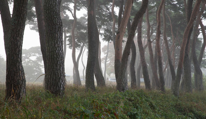 보성 웅치 소나무밭