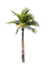 Obraz premium Asian trees isolate on white backgrond 