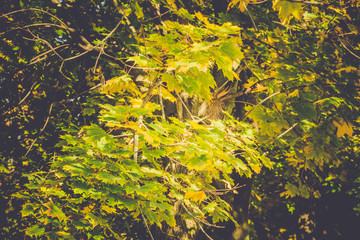 Fall Maple Leaves on Branches Retro