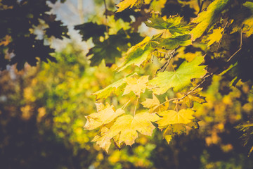 Fall Maple Leaves on Branches Retro
