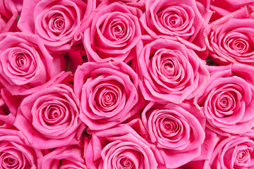 Background image of pink roses