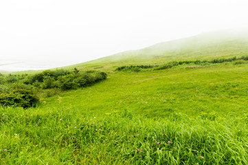 mist and fresh green

