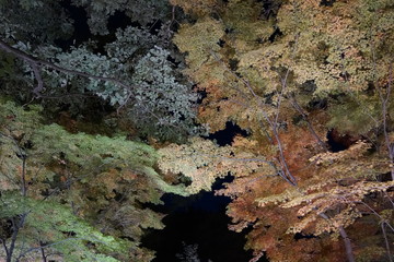 森　紅葉　見上げる　光　ライトアップ　イルミネーション　秋