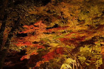 森　紅葉　見上げる　光　ライトアップ　イルミネーション　秋