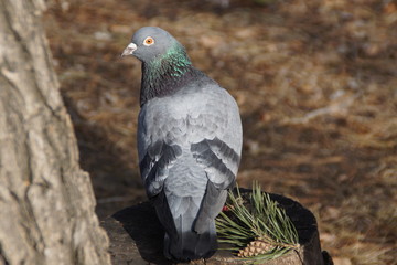 Dove in search of food 