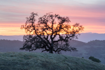 Obraz premium Sunset Oak Tree Silhouette. Joseph D Grant County Park, Santa Clara County, California, USA.