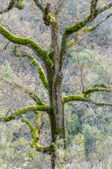 Oak Tree Covered with Moss. Joseph D Grant County Park, Santa Clara County, California, USA.