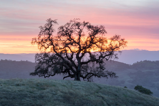 Sunset Oak Tree Silhouette. Joseph D Grant County Park, Santa Clara County, California, USA.