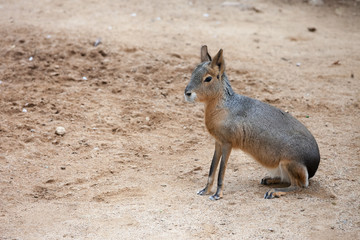 Mara Dolichotis Patagonum