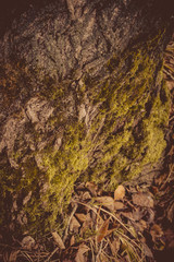 Tree Bark Macro Retro