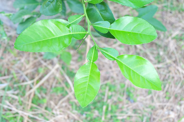 Green plant