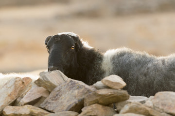 Naklejka premium Black sheep portrait hiding behind rocks. 