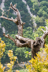 The Verdon Gorge in south-eastern France, Haut Provence,